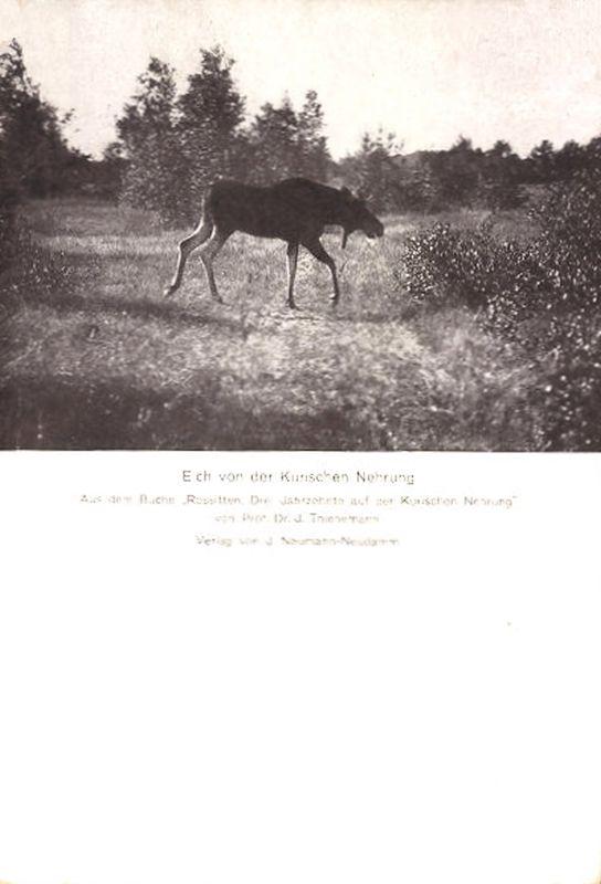 Ostpreußen - Elch von der Kurischen Nehrung  - Aus dem Buch "Rositten, Drei Jahrzehnte auf der Kurischen Nehrung" (Johannes Thienemann, 1938)